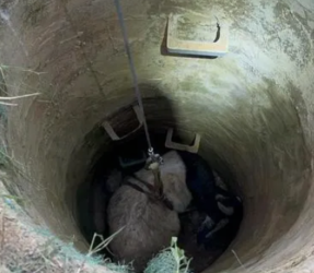 救援三腳架救援小羊